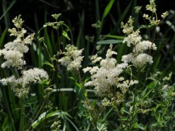 Filipendula ulmaria